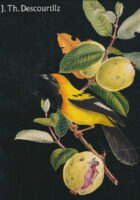 Pageantry of Brazilian Birds